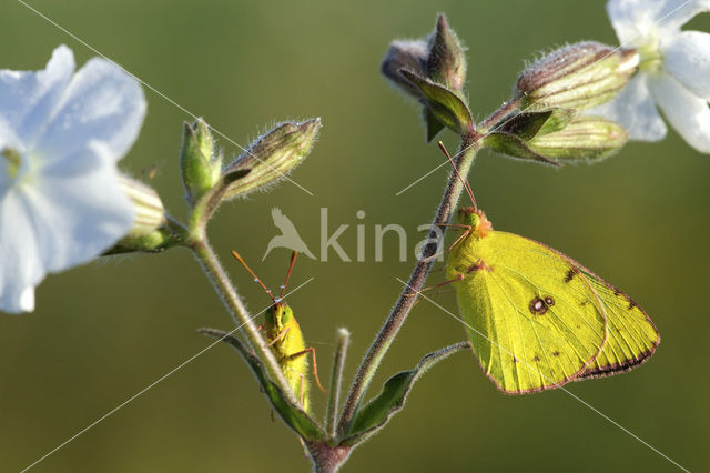 Oranje luzernevlinder (Colias croceus)