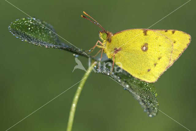 Clouded Yellow (Colias croceus)