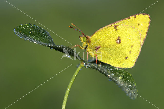 Oranje luzernevlinder (Colias croceus)