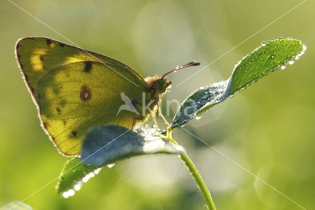 Clouded Yellow (Colias croceus)