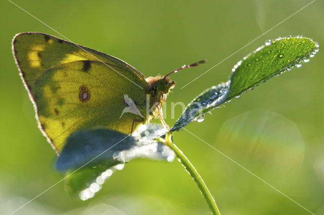 Clouded Yellow (Colias croceus)