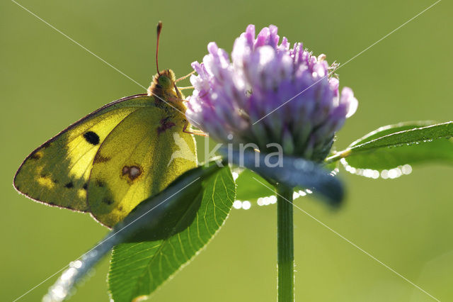 Oranje luzernevlinder (Colias croceus)