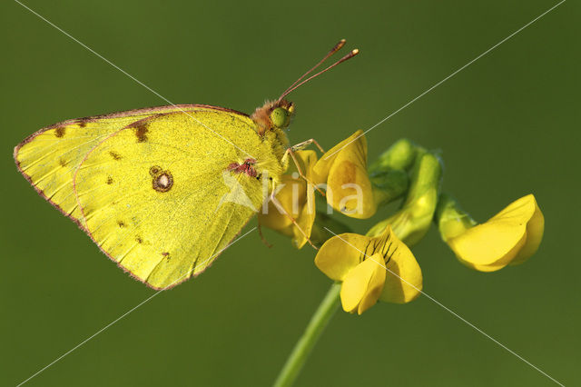 Oranje luzernevlinder (Colias croceus)