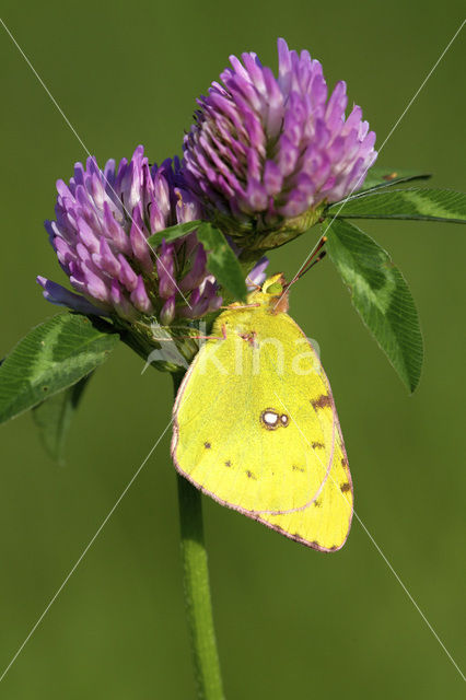 Oranje luzernevlinder (Colias croceus)