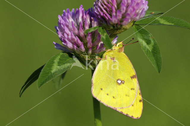 Clouded Yellow (Colias croceus)