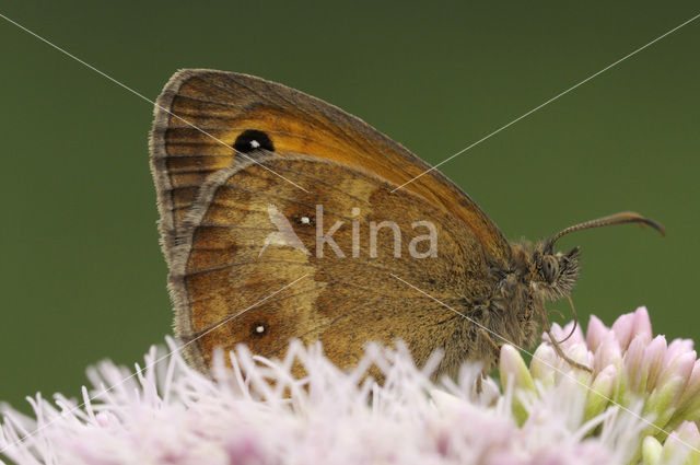 Oranje zandoogje (Pyronia tithonus)