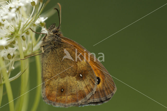 Oranje zandoogje (Pyronia tithonus)