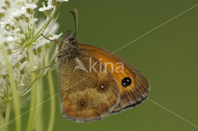 Oranje zandoogje (Pyronia tithonus)