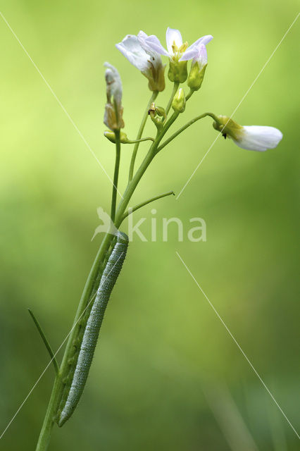 Orange-tip (Anthocharis cardamines)