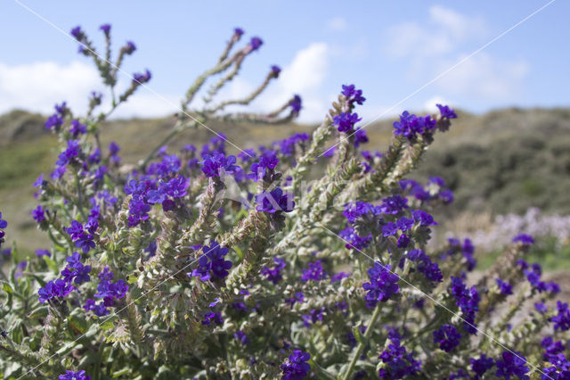 Italian Bugloss (Anchusa azurea Dropmore)