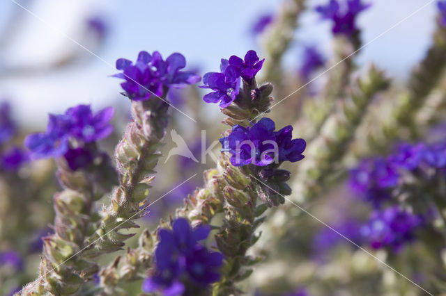 Italian Bugloss (Anchusa azurea Dropmore)