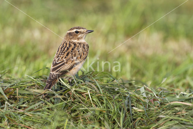 Paapje (Saxicola rubetra)