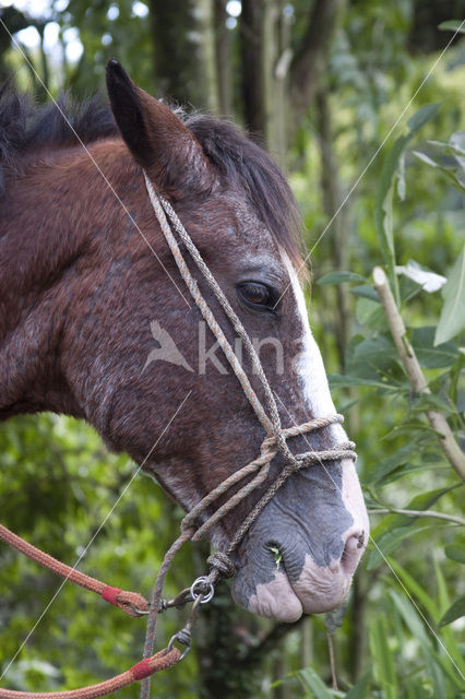 Paard (Equus spp)