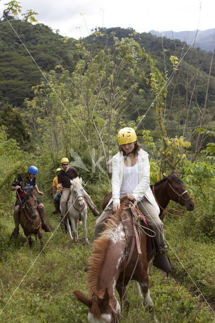 Horse (Equus spp)