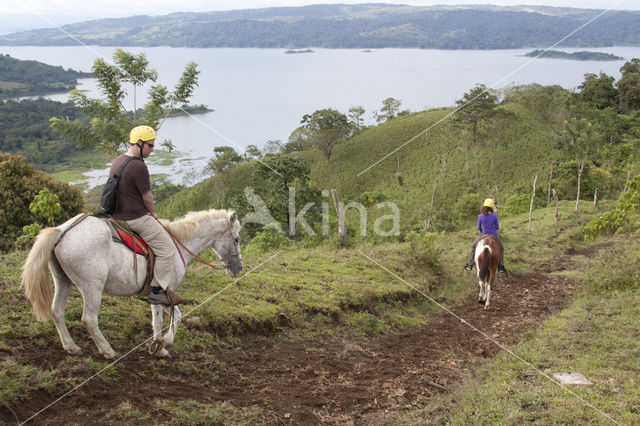 Horse (Equus spp)