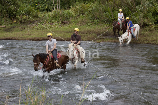 Horse (Equus spp)