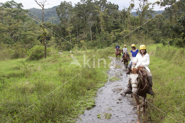 Horse (Equus spp)