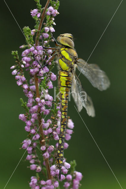 Paardenbijter (Aeshna mixta)