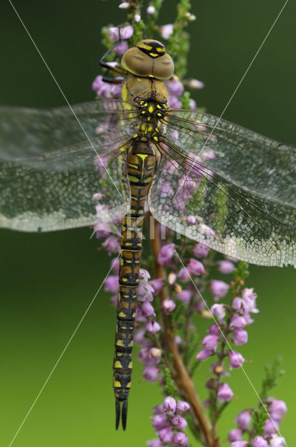 Paardenbijter (Aeshna mixta)