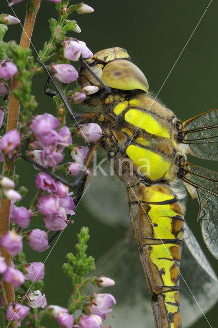 Paardenbijter (Aeshna mixta)