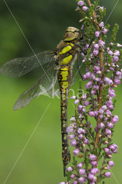 Paardenbijter (Aeshna mixta)