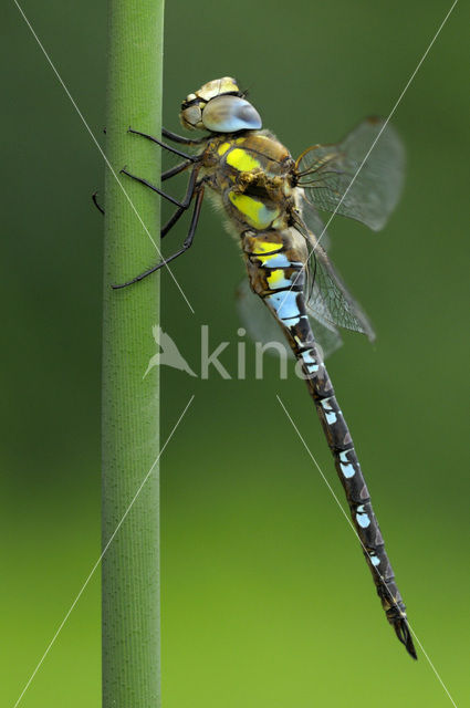 Paardenbijter (Aeshna mixta)