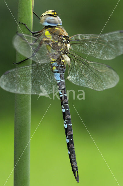 Paardenbijter (Aeshna mixta)