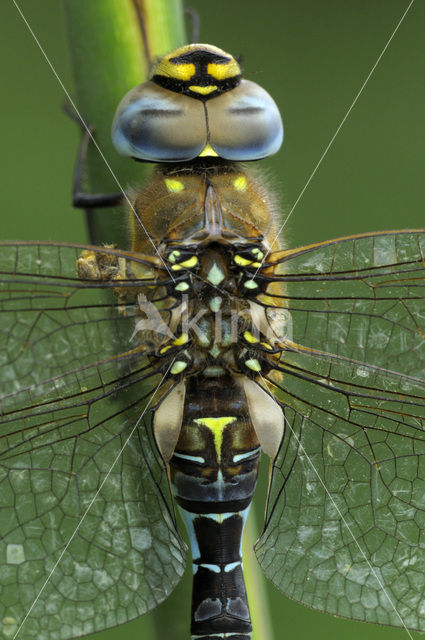 Paardenbijter (Aeshna mixta)