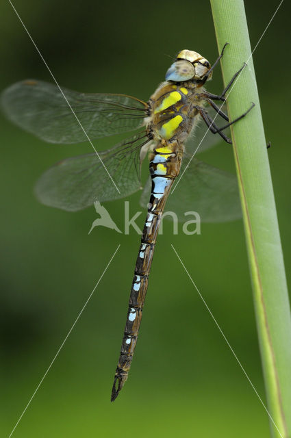 Paardenbijter (Aeshna mixta)