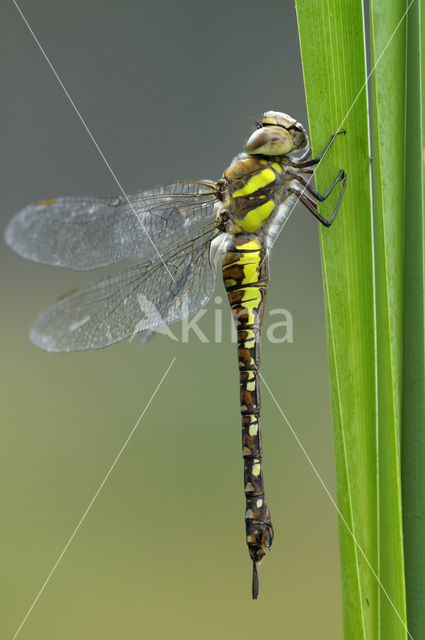 Paardenbijter (Aeshna mixta)