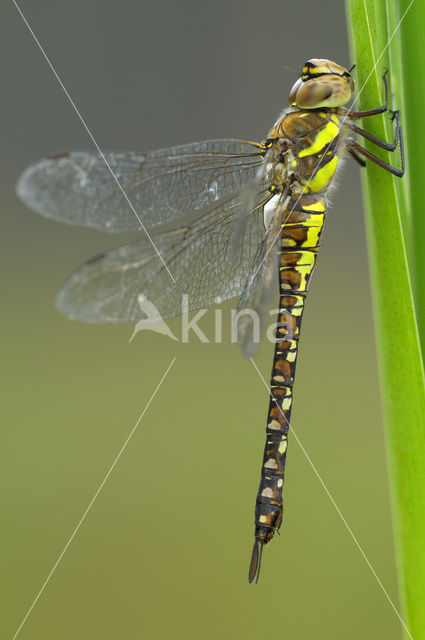 Paardenbijter (Aeshna mixta)