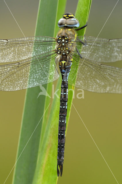 Paardenbijter (Aeshna mixta)