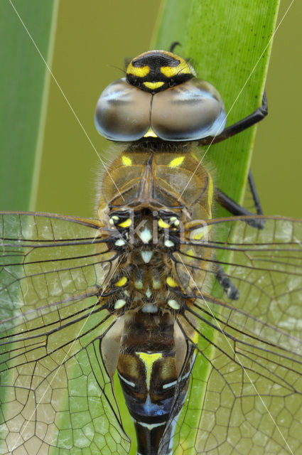 Migrant Hawker (Aeshna mixta)