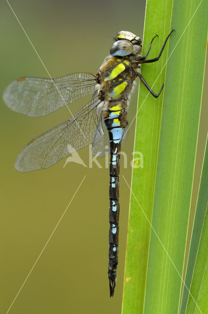 Paardenbijter (Aeshna mixta)