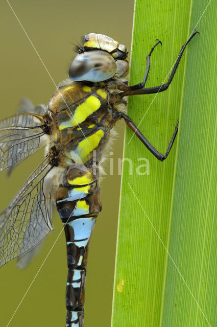 Paardenbijter (Aeshna mixta)