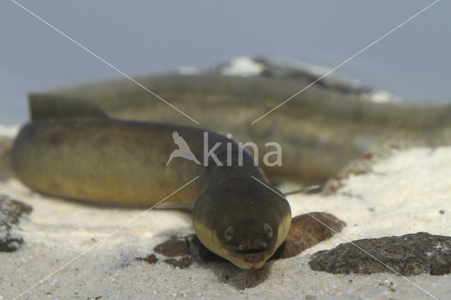 Eel (Anguilla anguilla)