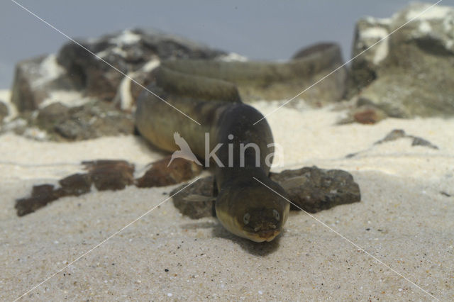 Eel (Anguilla anguilla)