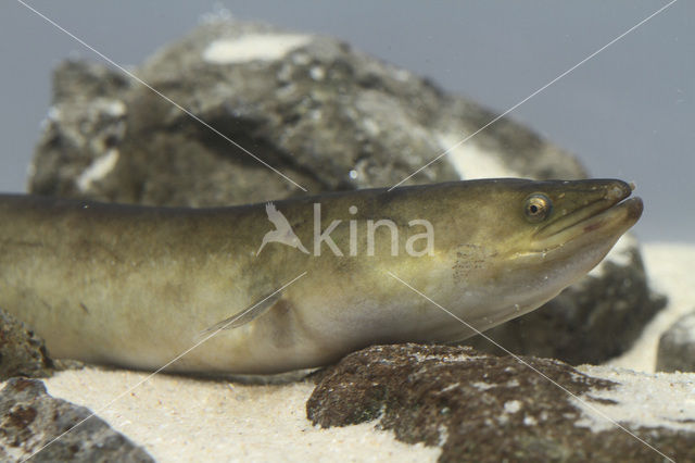 Eel (Anguilla anguilla)