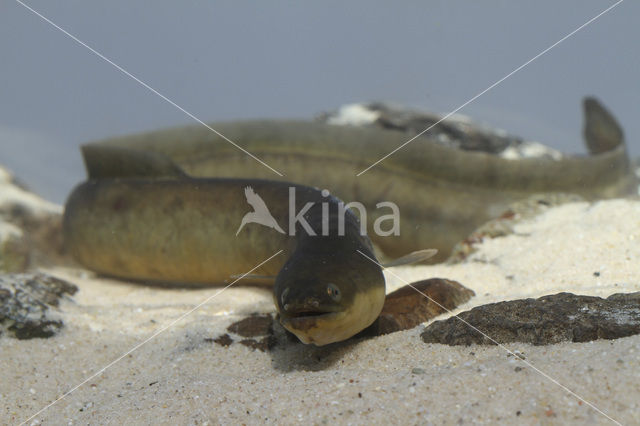 Eel (Anguilla anguilla)