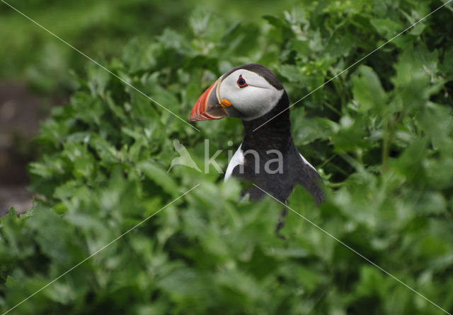Atlantic Puffin (Fratercula arctica)