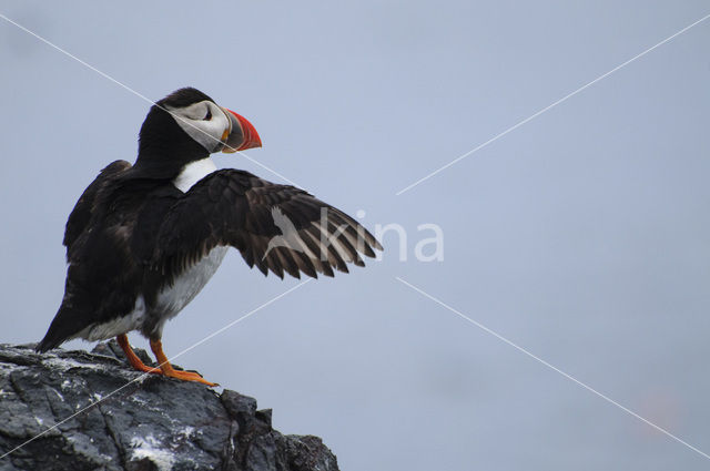 Atlantic Puffin (Fratercula arctica)