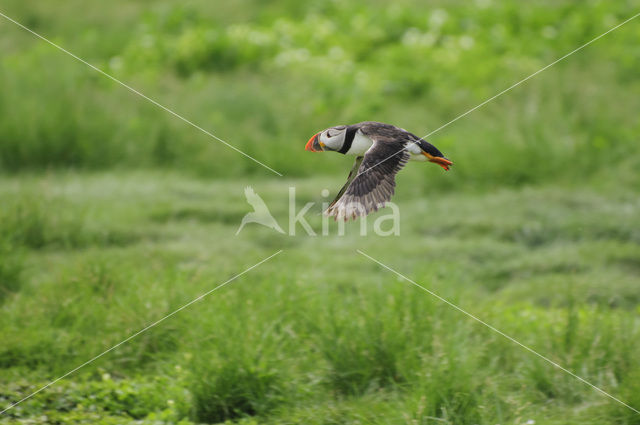 Atlantic Puffin (Fratercula arctica)