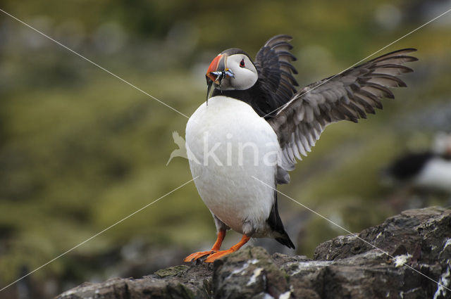 Atlantic Puffin (Fratercula arctica)