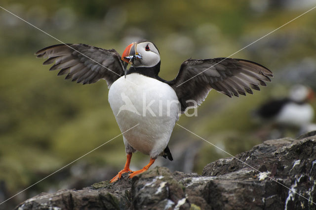 Atlantic Puffin (Fratercula arctica)