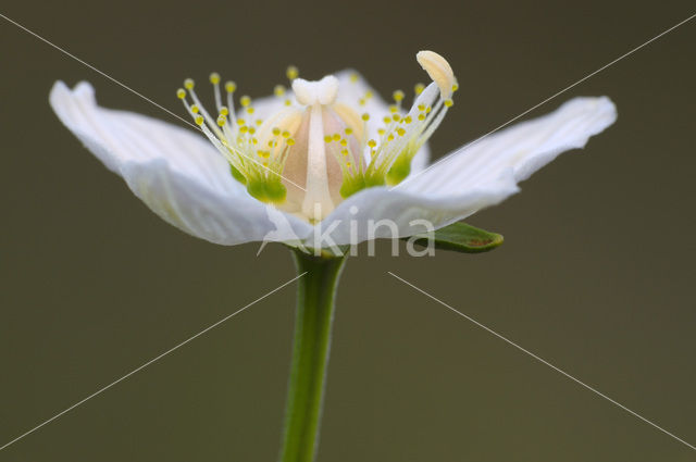 Northern Grass-of-parnassus (Parnassia palustris)