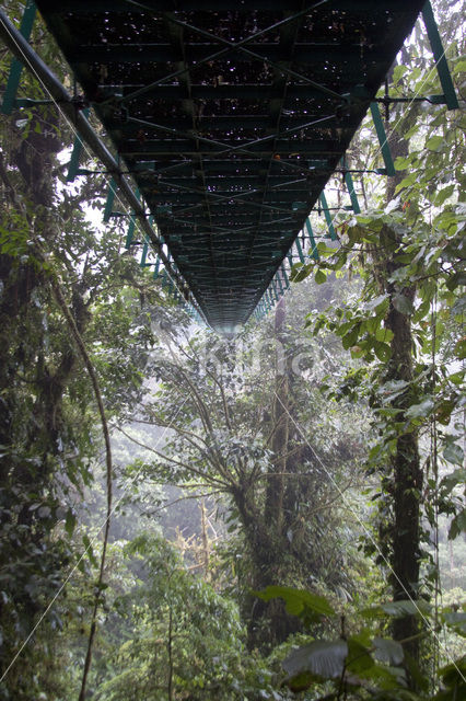 Parque Nacional Monteverde