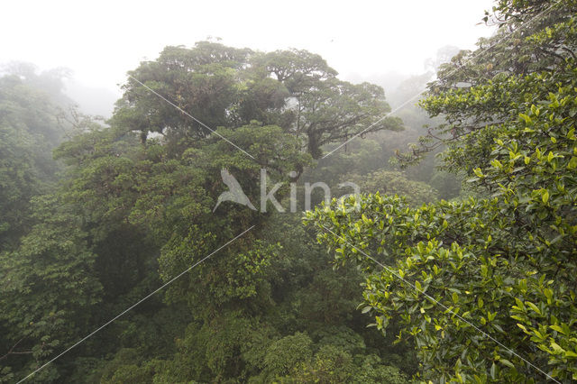 Parque Nacional Monteverde