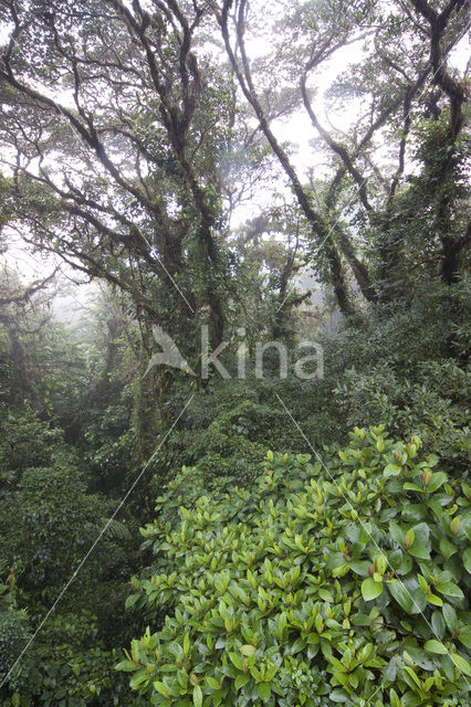 Parque Nacional Monteverde