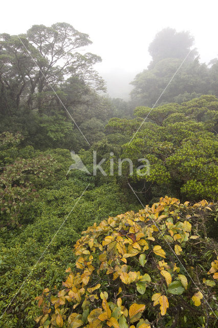 Parque Nacional Monteverde