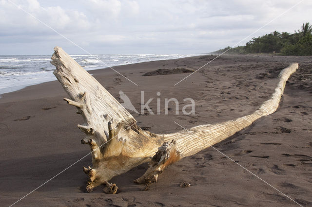 Parque nacional Tortuguero